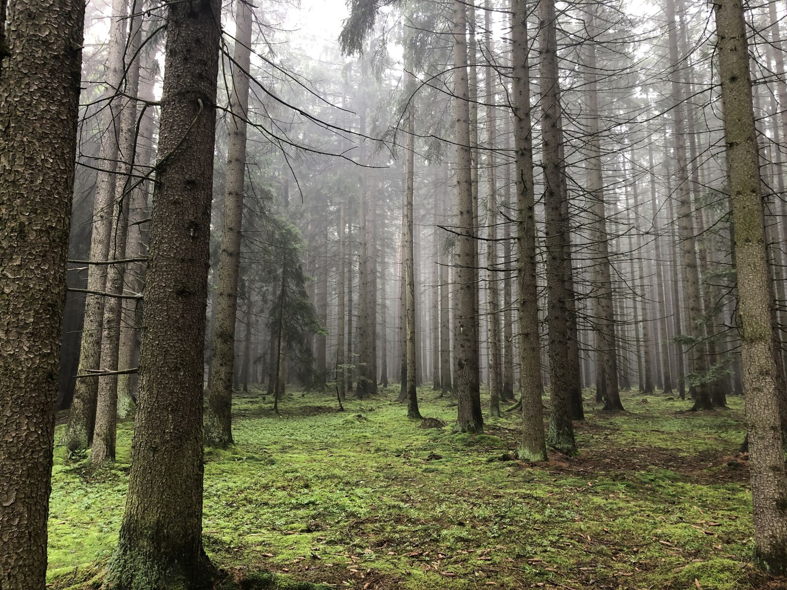 iPhone 8 back camera 3.99mm f/1.8 sample photo. Forest, green, nature photography