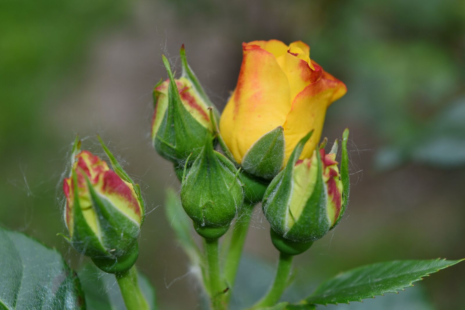 Nikon D5500 sample photo. Roses, yellow, beautiful flowers photography