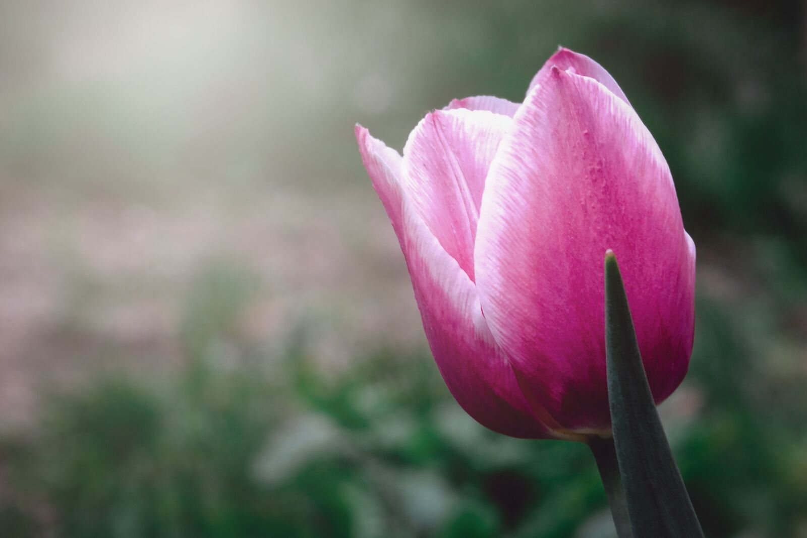 Fujifilm FinePix HS25EXR sample photo. Tulip, flower, spring photography