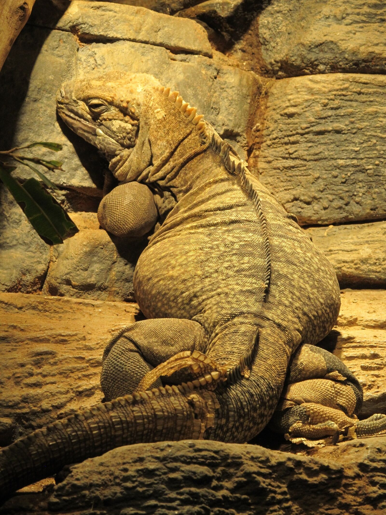 Canon PowerShot SX130 IS sample photo. Jamaican iguana, reptile, rare photography