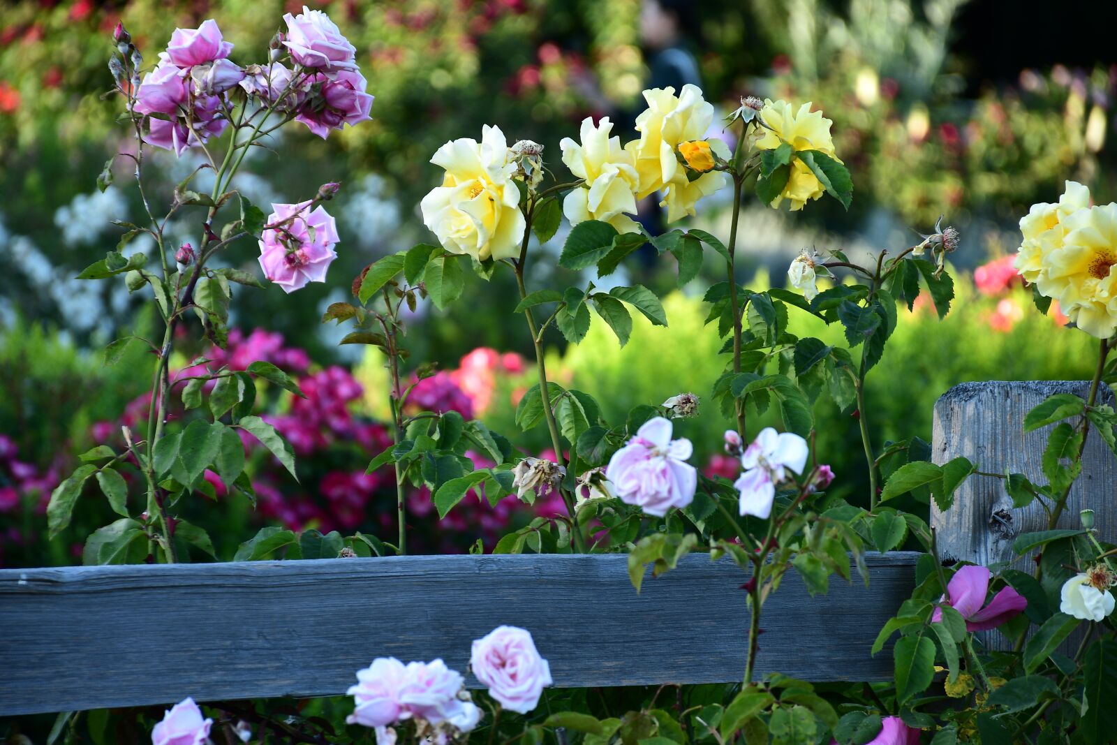 Nikon D7500 sample photo. Flower garden, rose garden photography