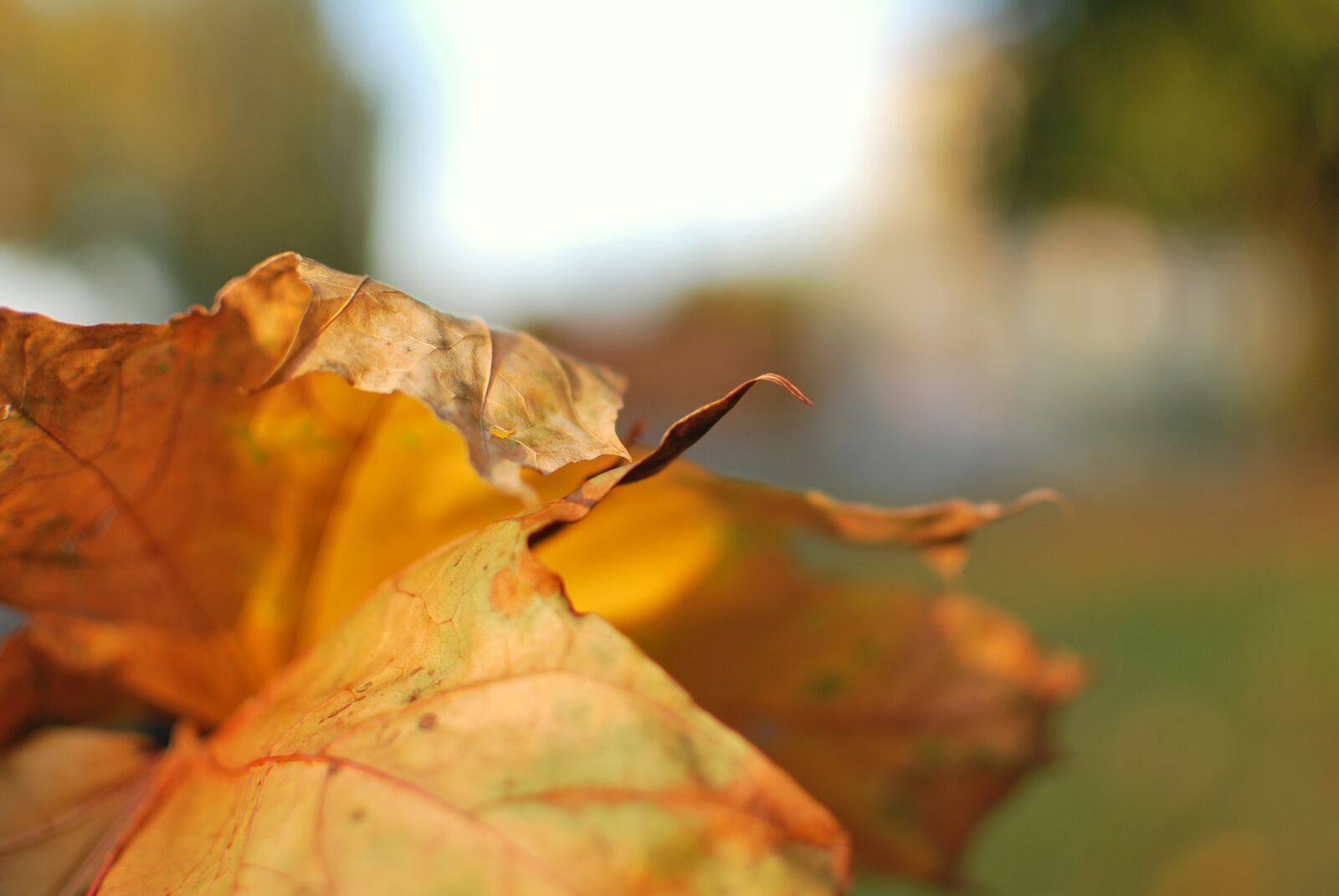Nikon D60 sample photo. Leaf, autumn, dry photography