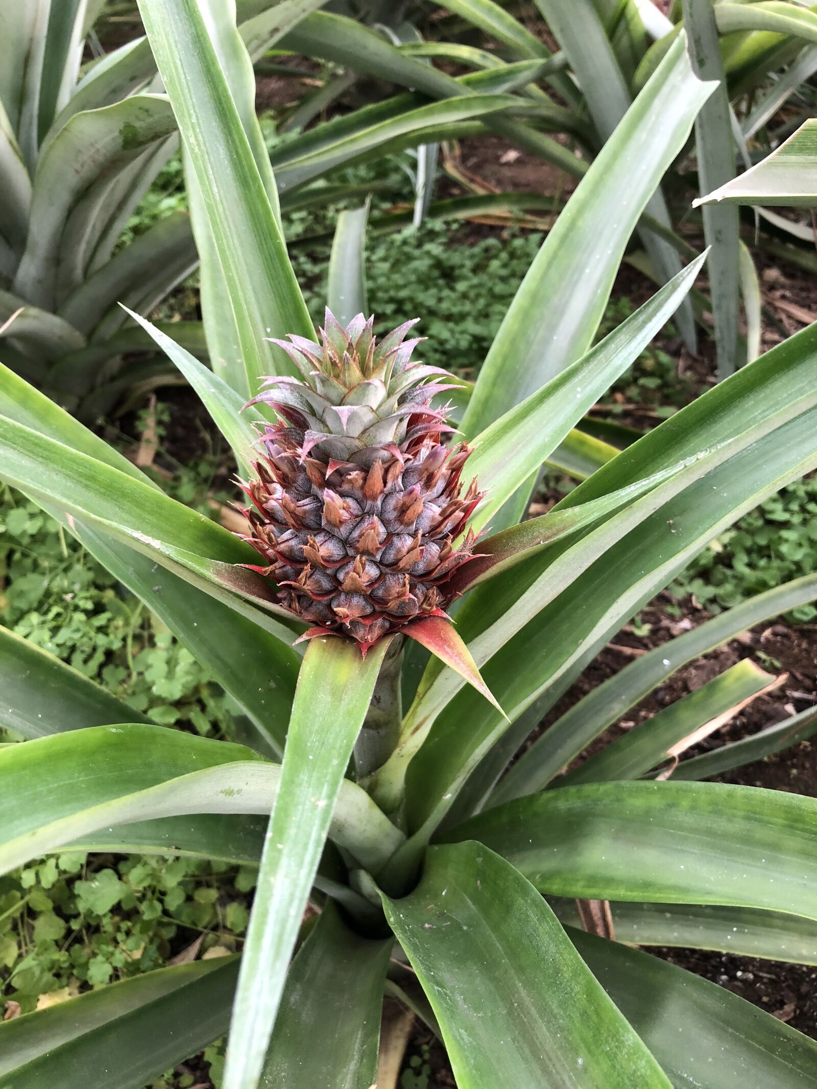 iPhone X back dual camera 4mm f/1.8 sample photo. Plant, pineapple, nature photography