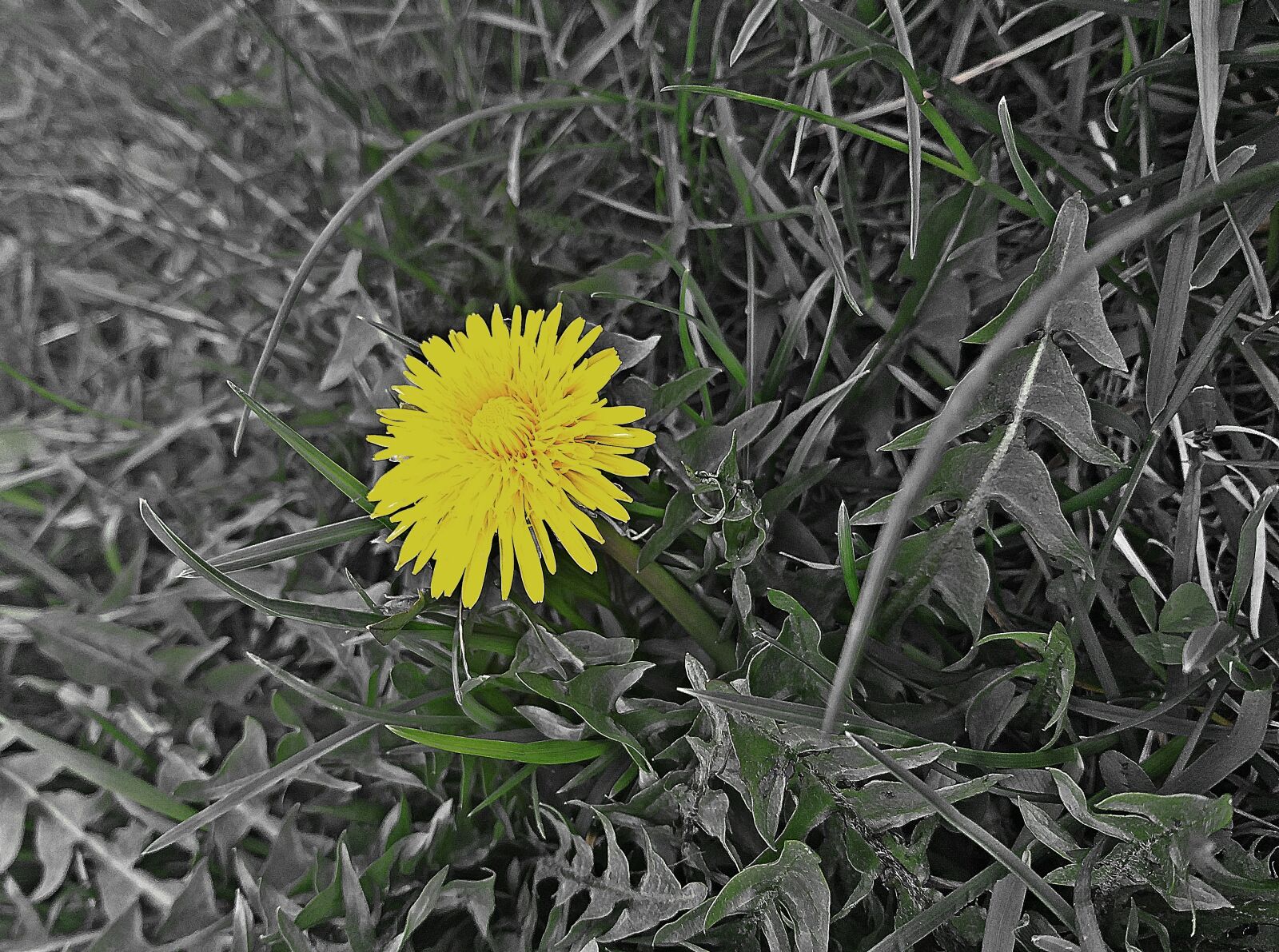 Samsung Galaxy J8 sample photo. Dandelion, grass, spring photography