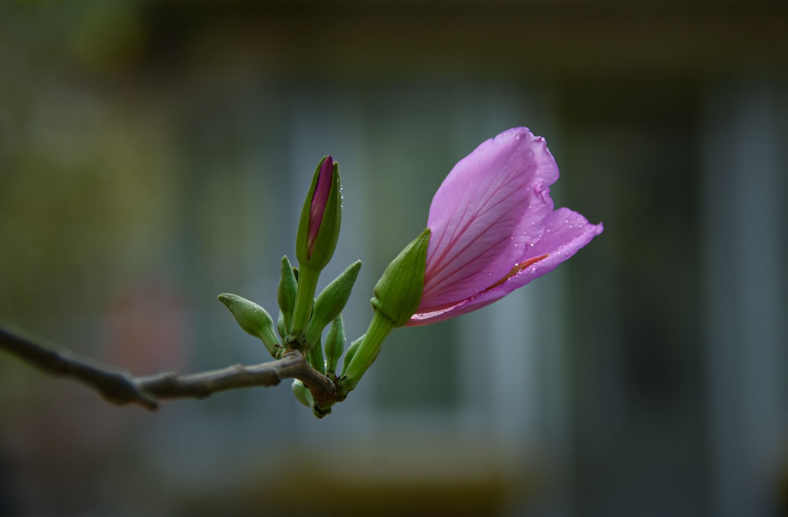 Nikon D7200 sample photo. United board, violet, blooming photography