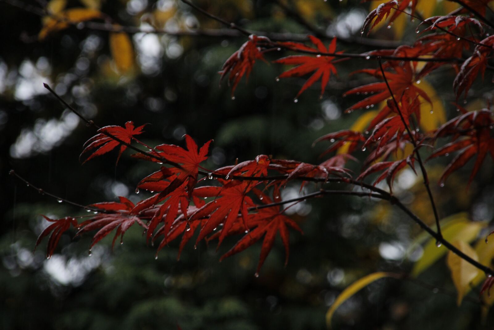 Canon EOS 1200D (EOS Rebel T5 / EOS Kiss X70 / EOS Hi) sample photo. Fall, tree, autumn photography