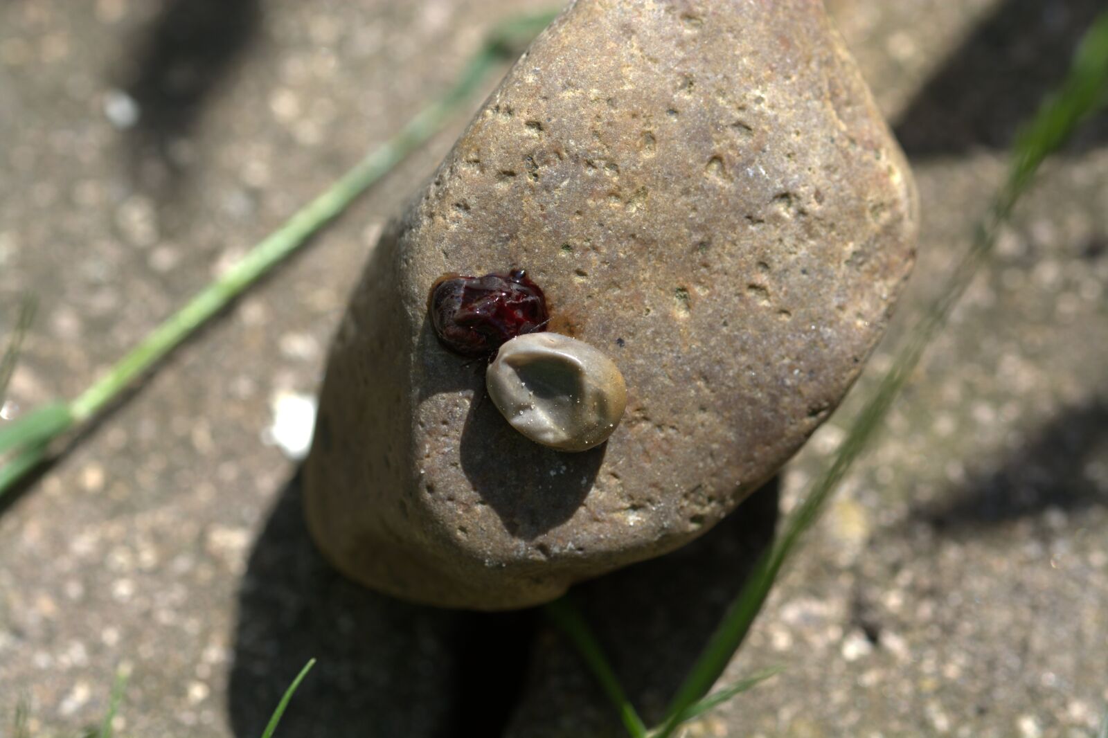 Nikon D5200 sample photo. The dead tick, crushed photography