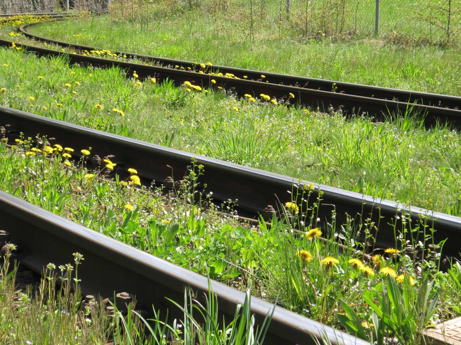 Canon PowerShot A3200 IS sample photo. Nature, railway, grass, object photography