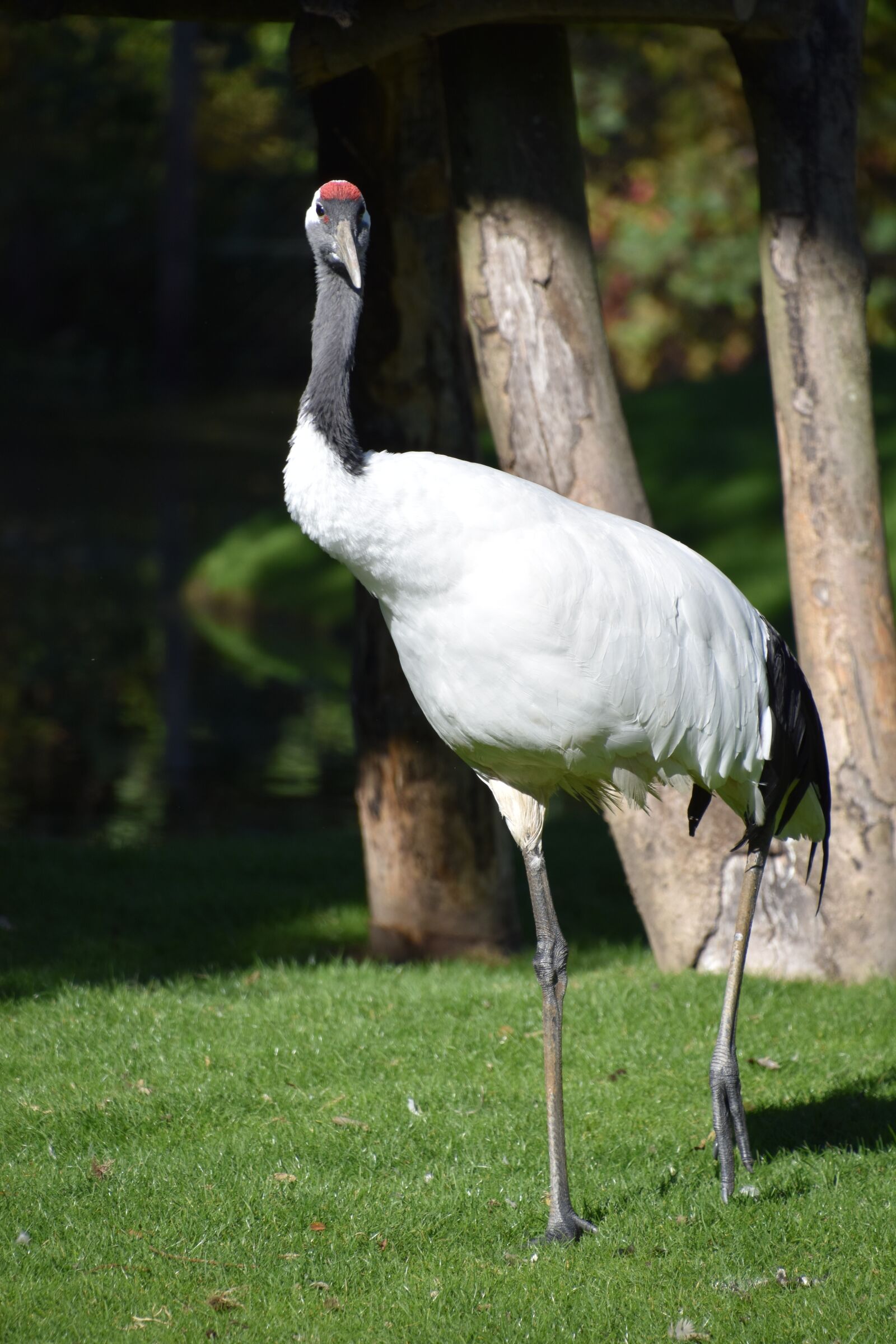 Nikon D5600 sample photo. Bird, crane, animal photography