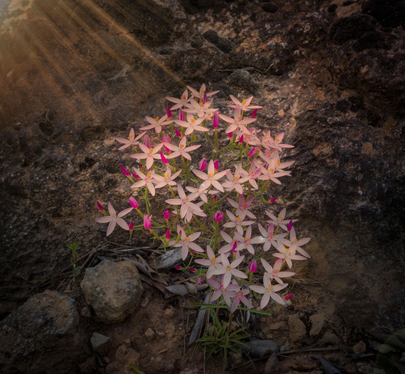 Nikon D7200 sample photo. Nature, flowers, flora photography