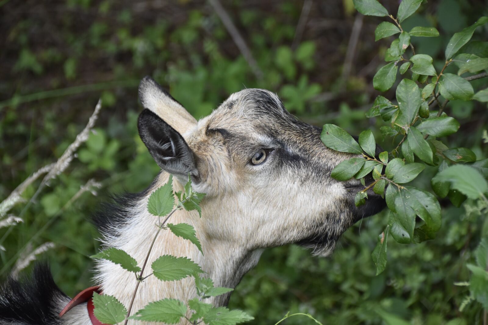Nikon D5600 sample photo. Goat, goat p pito photography