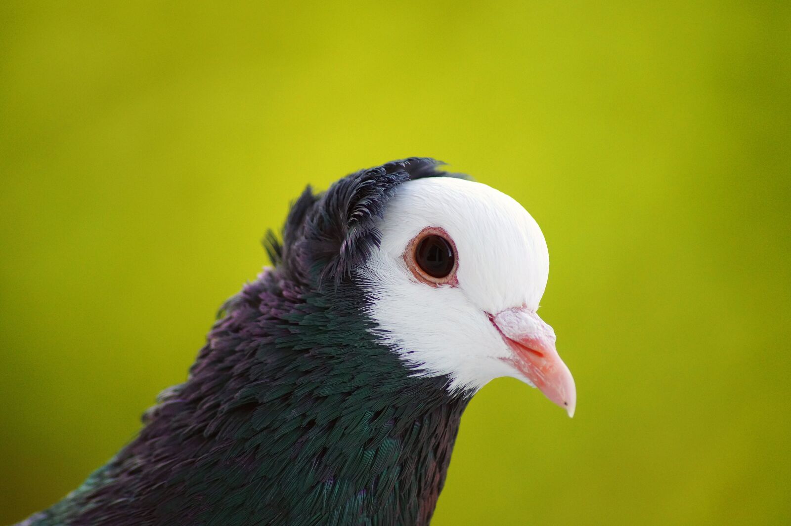 Sony SLT-A58 sample photo. Bird, pigeon, animal photography