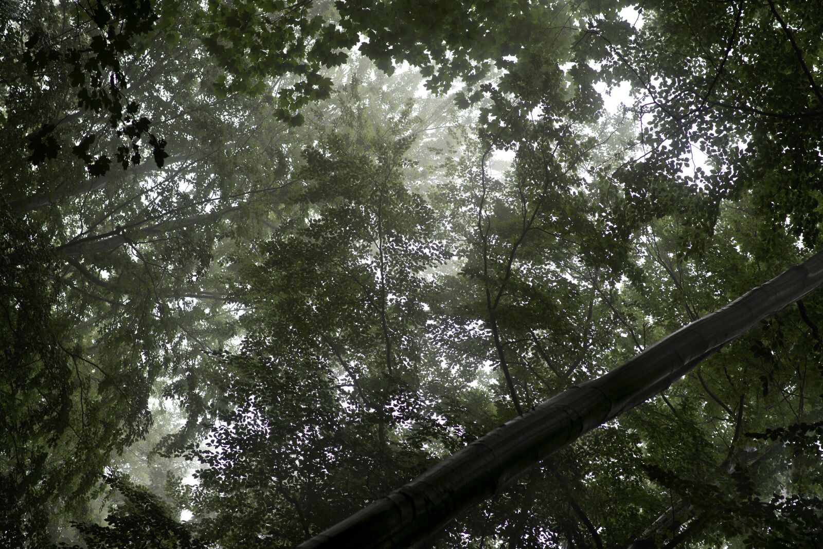 Nikon D610 sample photo. Branches, the foliage, foliage photography