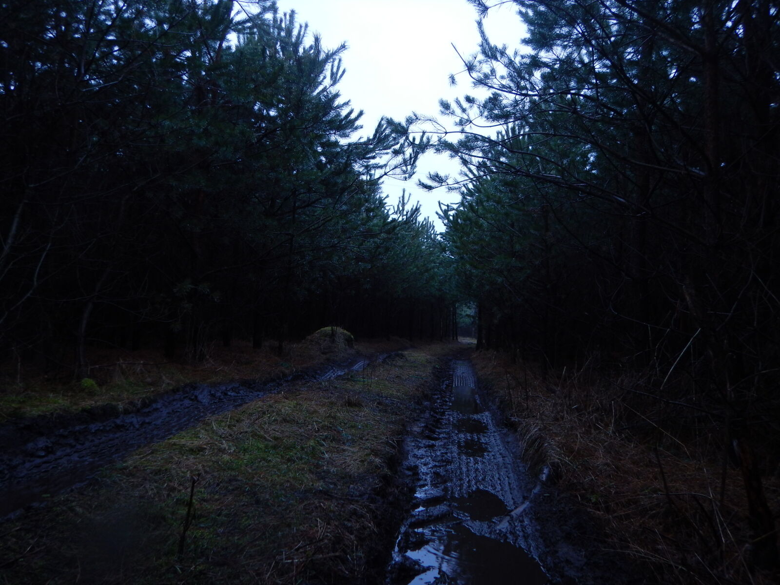 Nikon Coolpix AW130 sample photo. Forest, off, road, pool photography