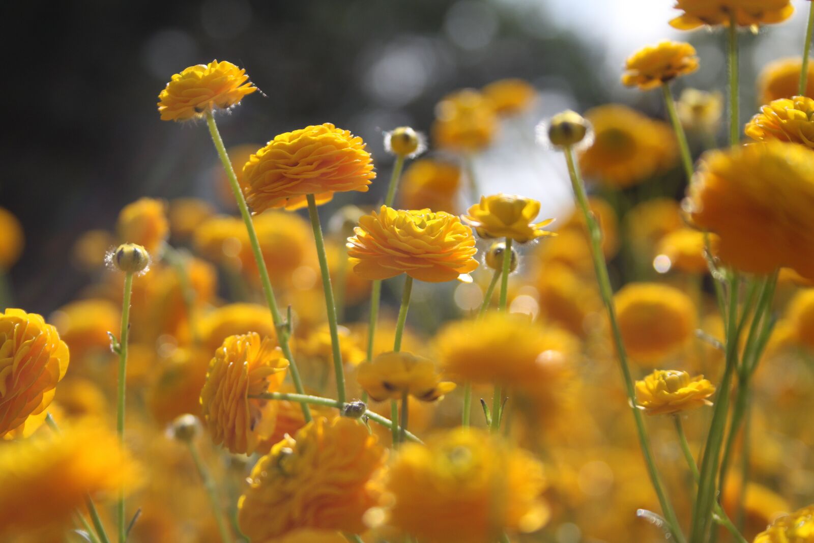 Canon EOS 500D (EOS Rebel T1i / EOS Kiss X3) sample photo. Nature, plant, flower photography