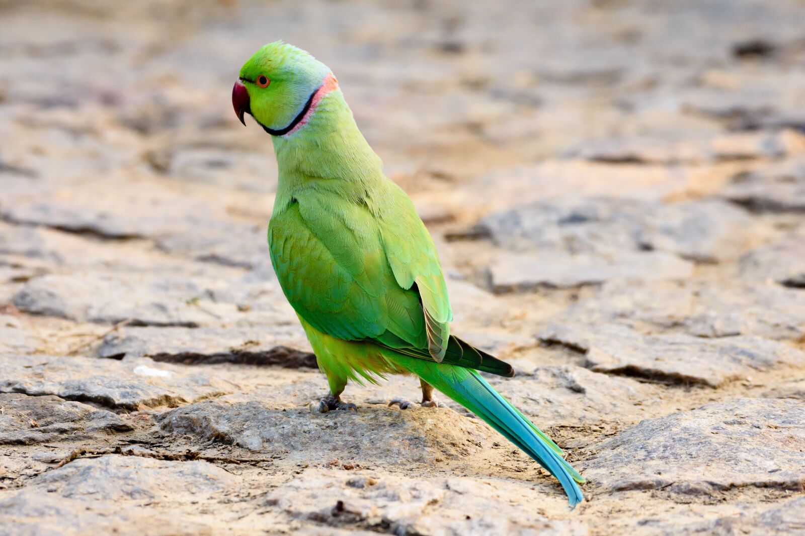 Nikon D7200 sample photo. Bird, parrot, animal photography