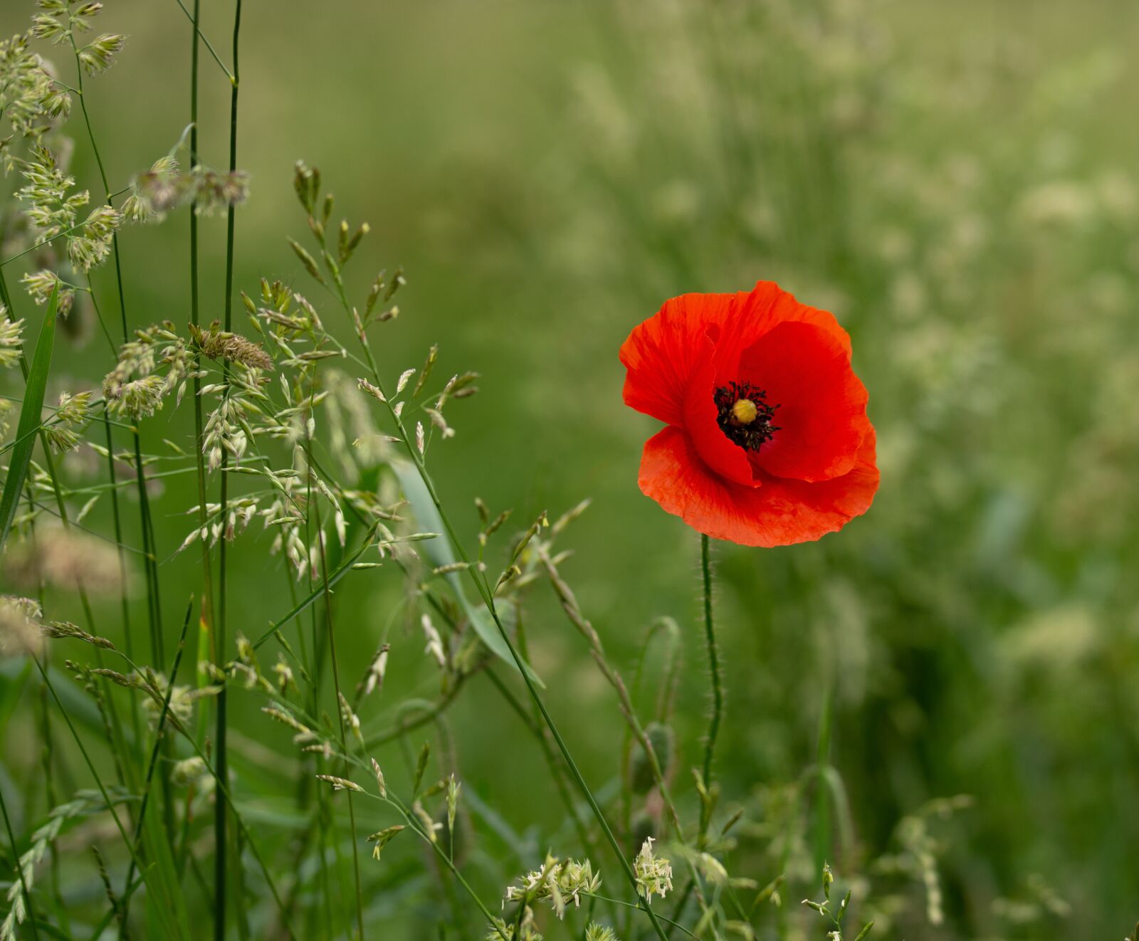 Sony SLT-A77 + 105mm F2.8 sample photo. Poppy, summer, meadow photography