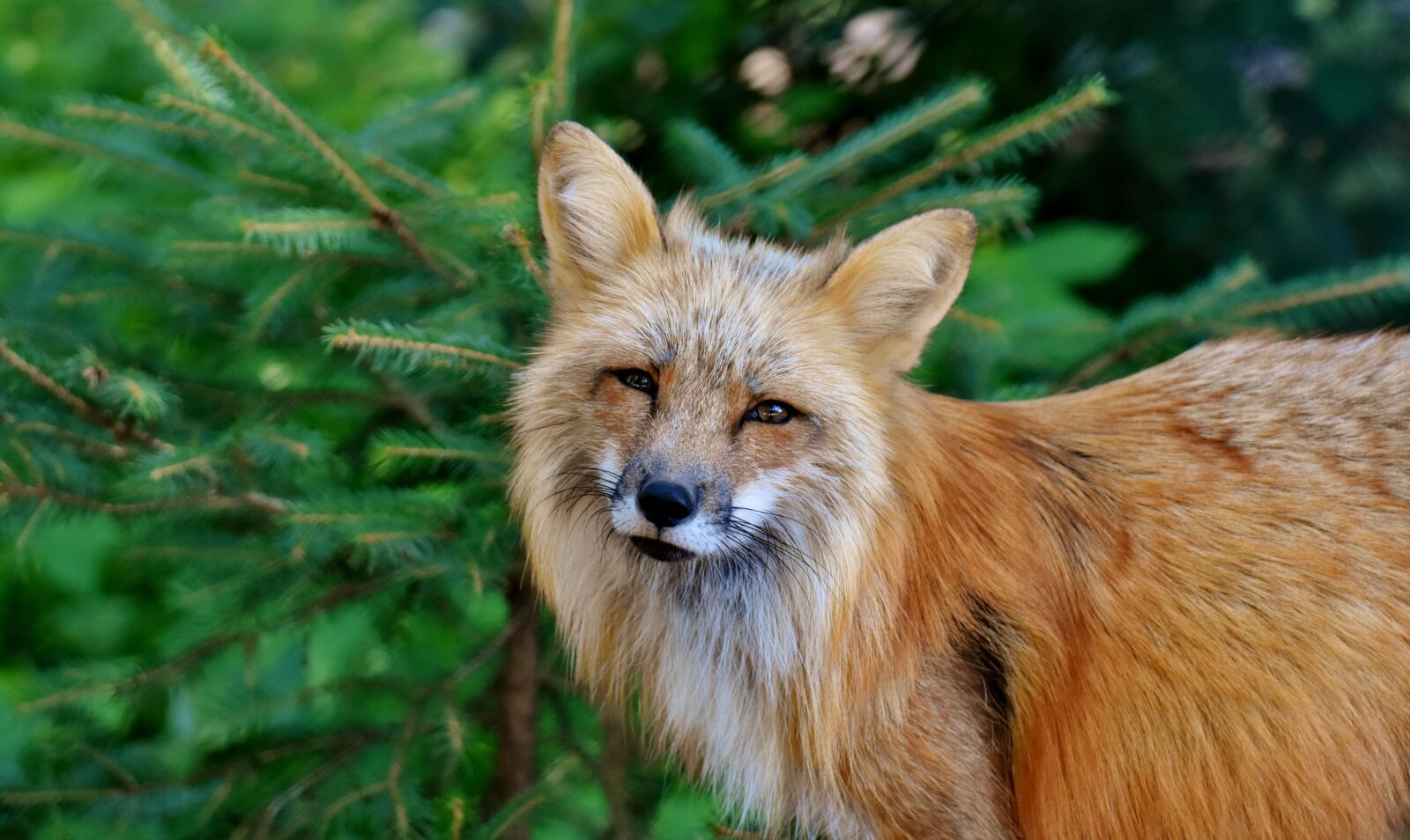 Nikon D7200 sample photo. Fuchs, animal world, wild photography