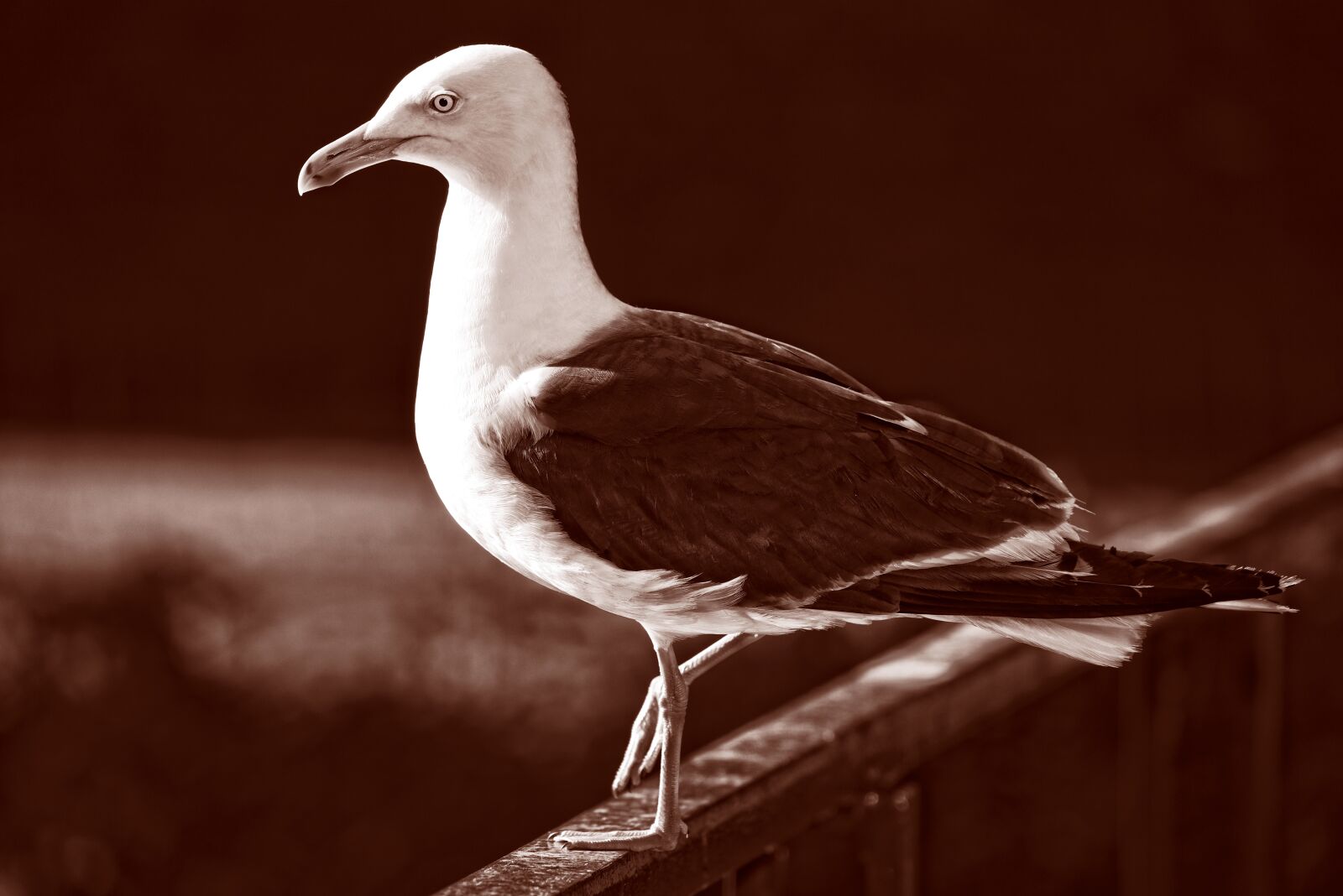 Nikon D750 sample photo. Seagull, gull, bird photography