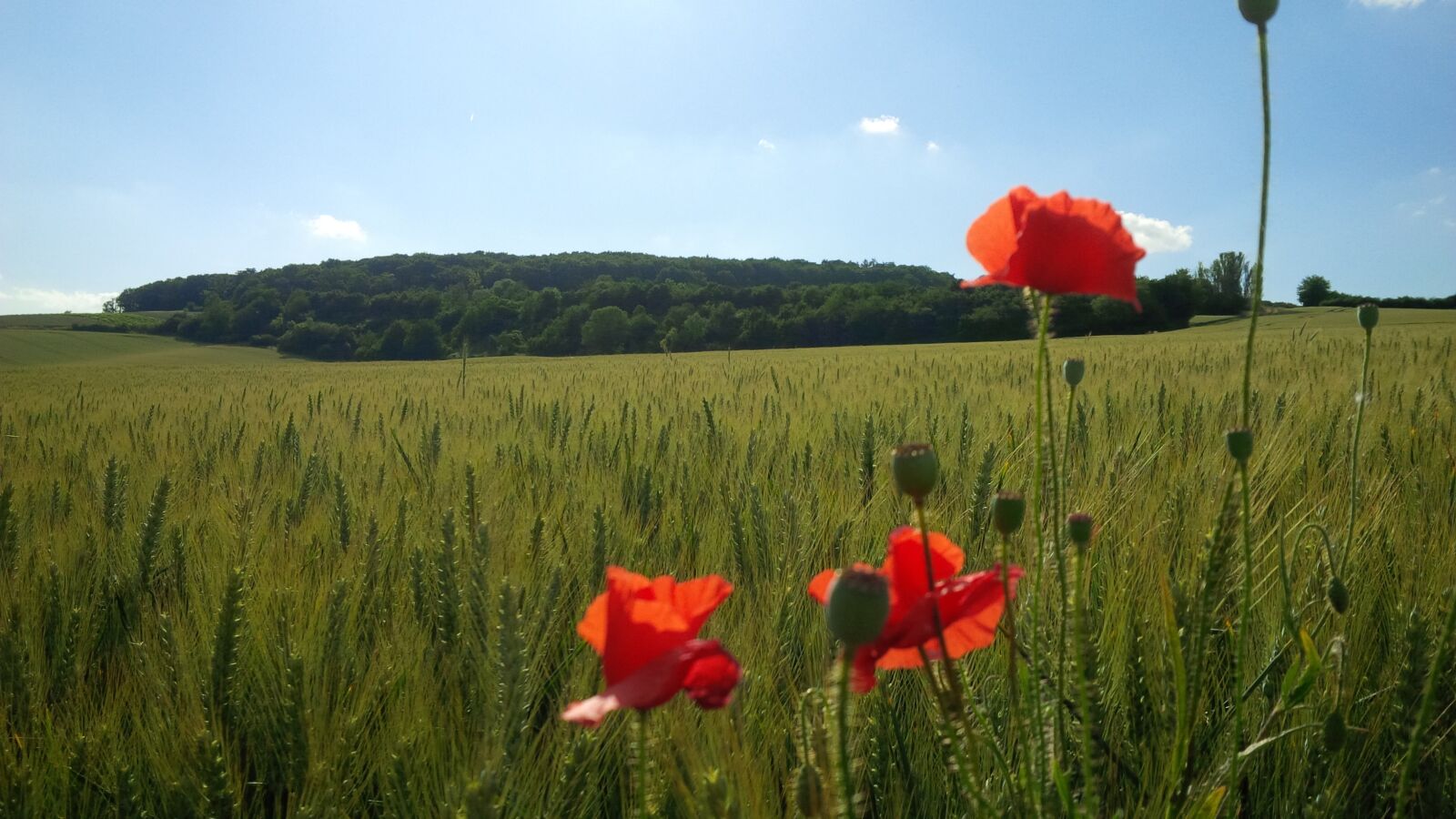 BlackBerry Z10 sample photo. Flowers, field, summer photography