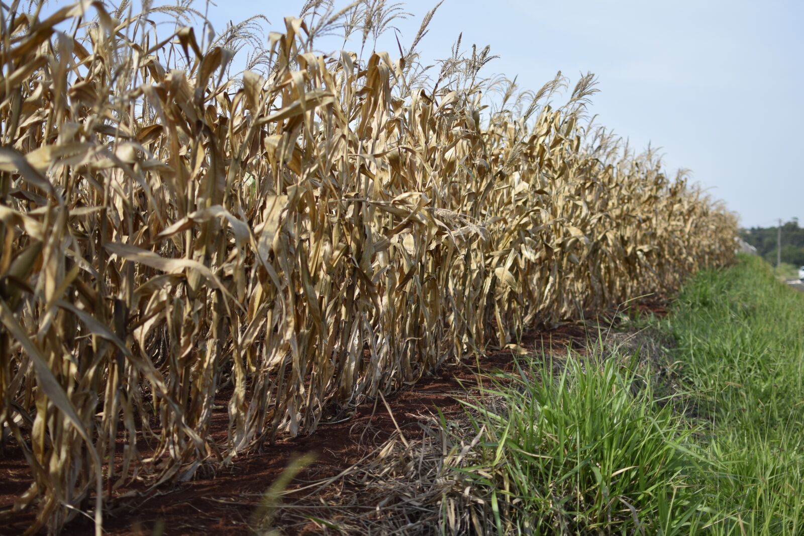 Nikon D5300 sample photo. Cornfield, plantation, plants photography