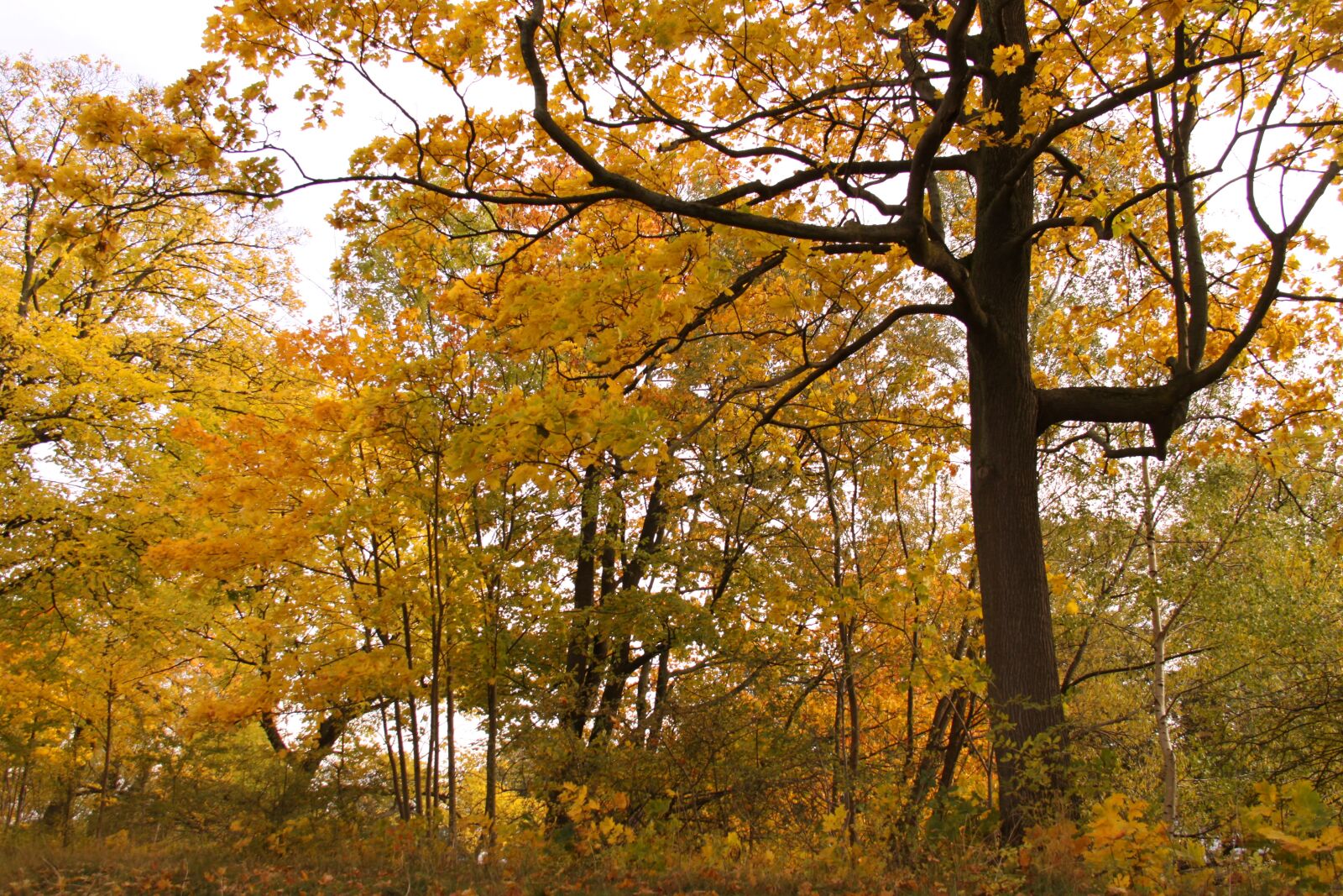 Canon EOS 50D sample photo. Park, autumn, trees photography