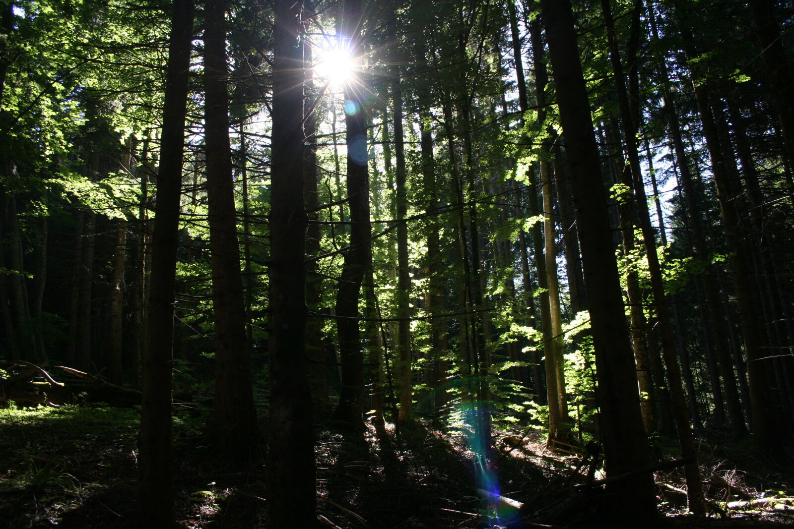 Canon EOS 350D (EOS Digital Rebel XT / EOS Kiss Digital N) sample photo. Forest photography