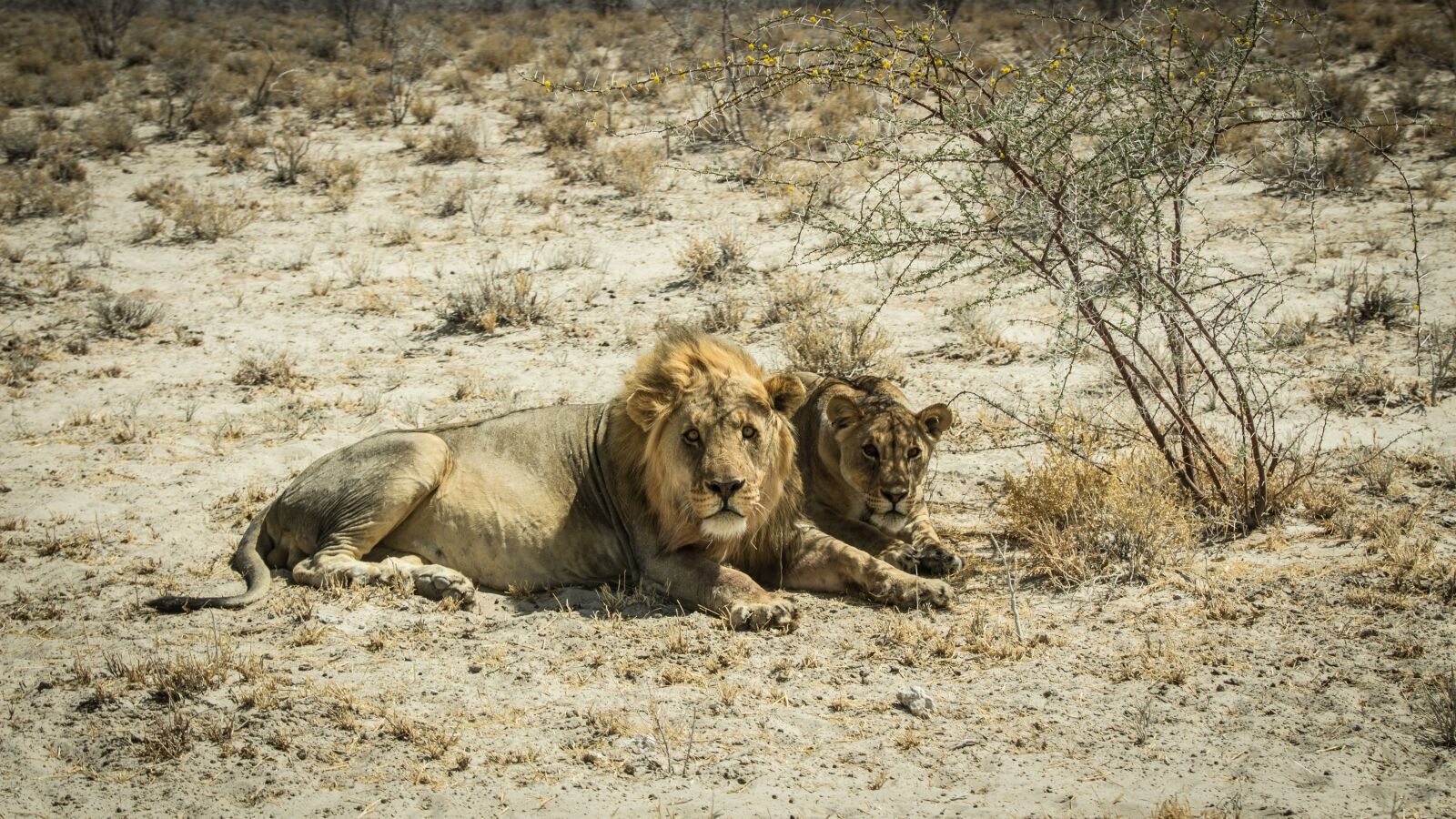 Canon EOS 650D (EOS Rebel T4i / EOS Kiss X6i) sample photo. Namibia, namib, outdoors photography