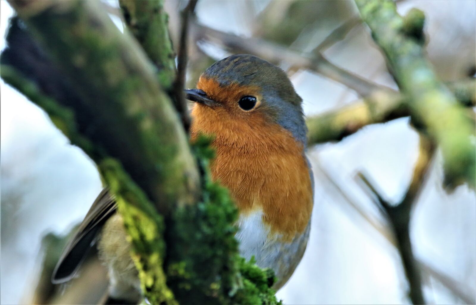 Canon EOS 7D Mark II sample photo. Robin, robin redbreast, cute photography