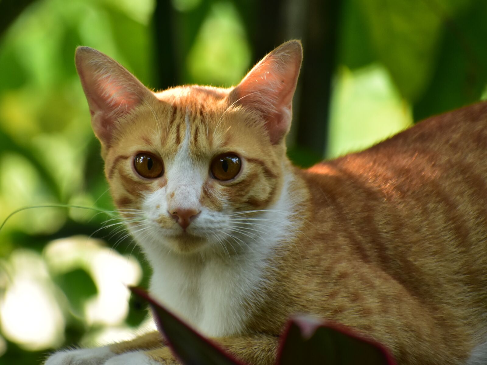 Nikon D3400 sample photo. Cat, cute, eyes photography