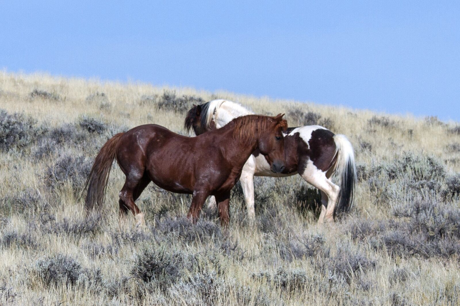 Canon EOS 7D sample photo. Wild horses, wild mustangs photography