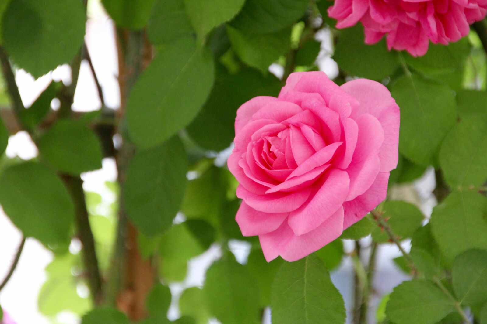 Canon EOS 60D sample photo. Rose, open rose, english photography