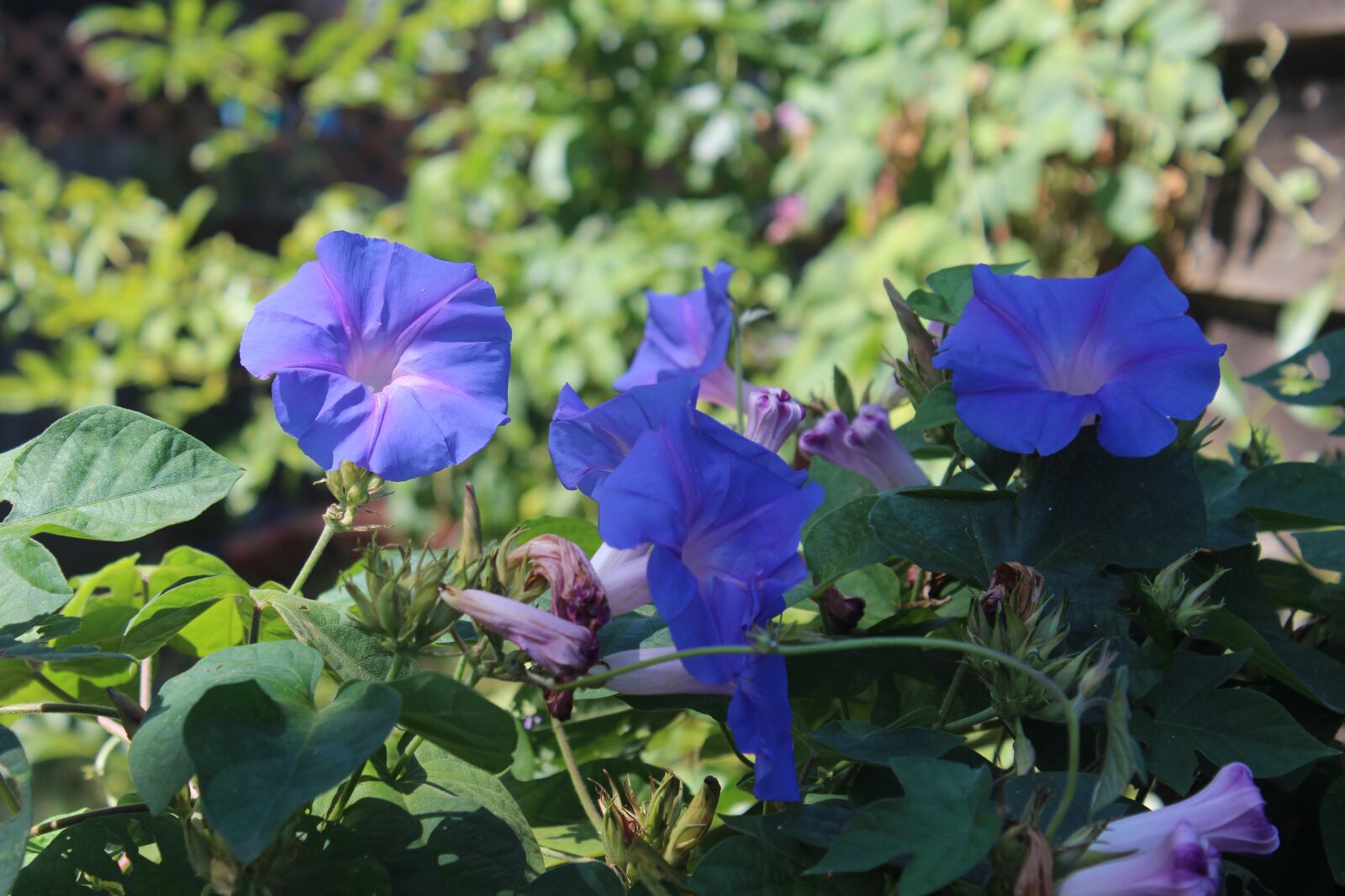Canon EOS 1200D (EOS Rebel T5 / EOS Kiss X70 / EOS Hi) sample photo. Flowers, morning glory, purple photography