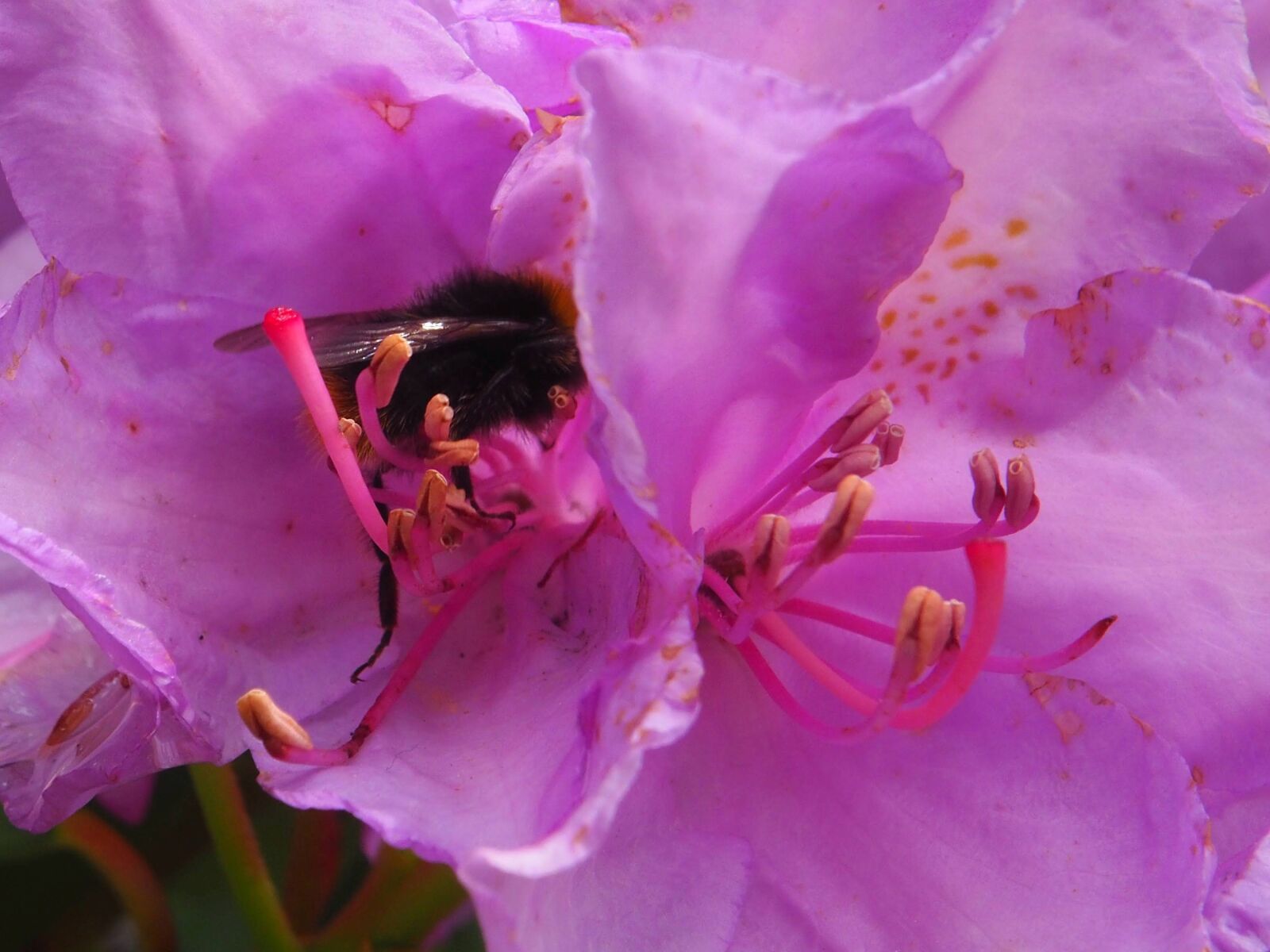 Olympus OM-D E-M10 II sample photo. Rhododendron, bumblebee, flower photography