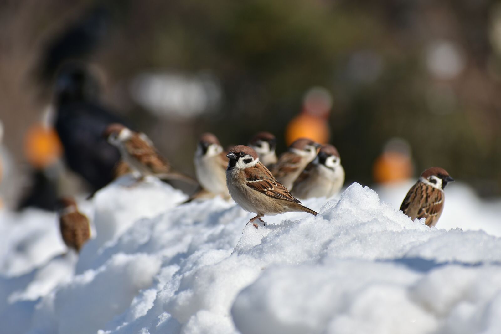 Nikon D7200 sample photo. Animal, bird, wild birds photography