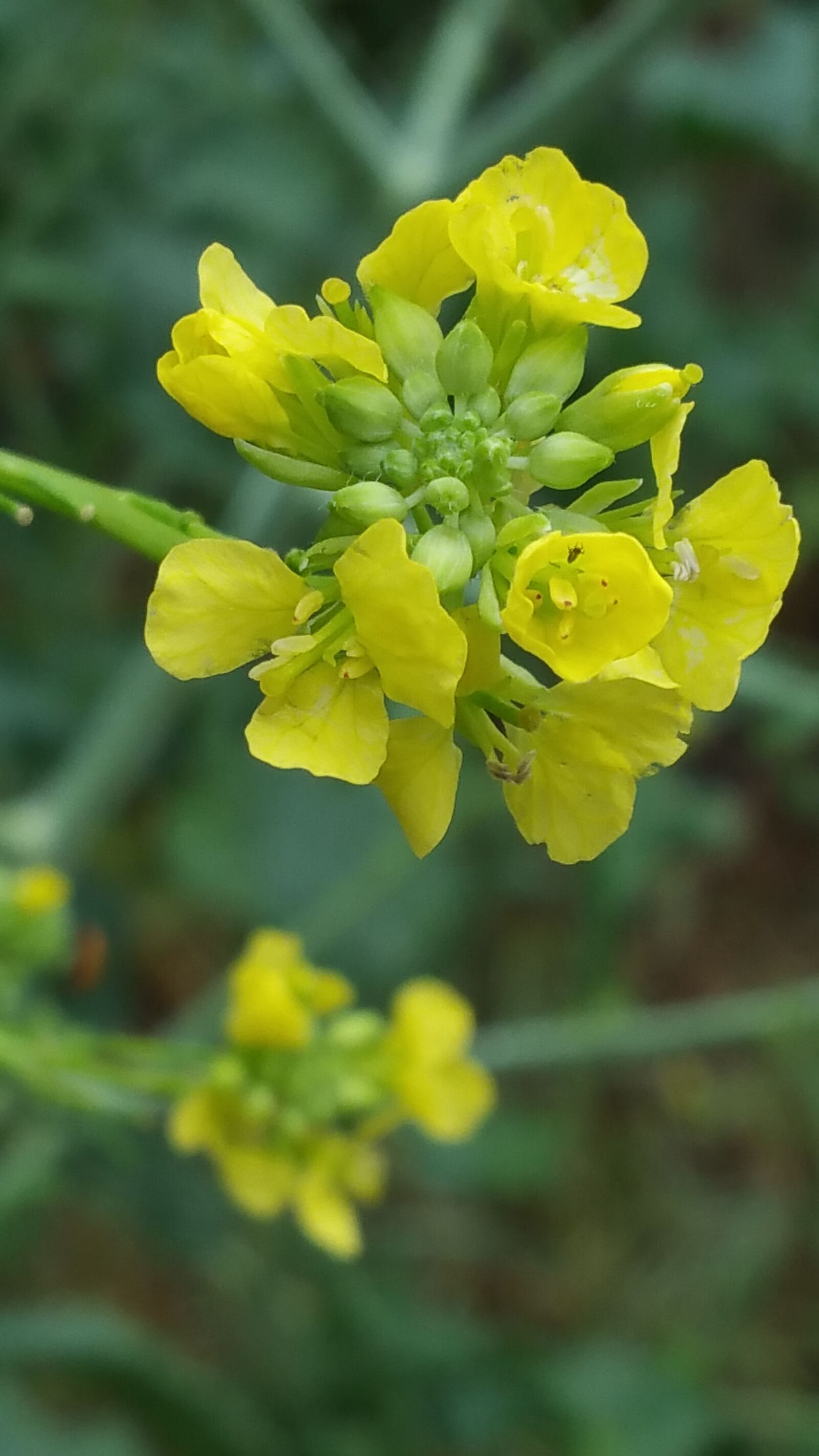 Samsung Galaxy Note4 sample photo. Flower, macro, yellow photography
