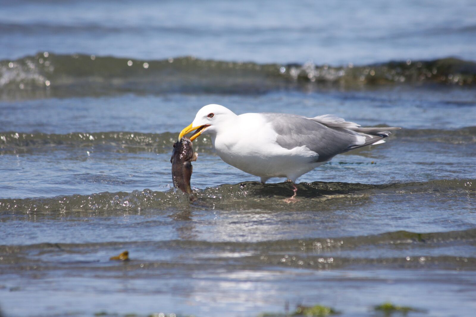 Canon EOS 40D sample photo. Gull, lunch, catch photography
