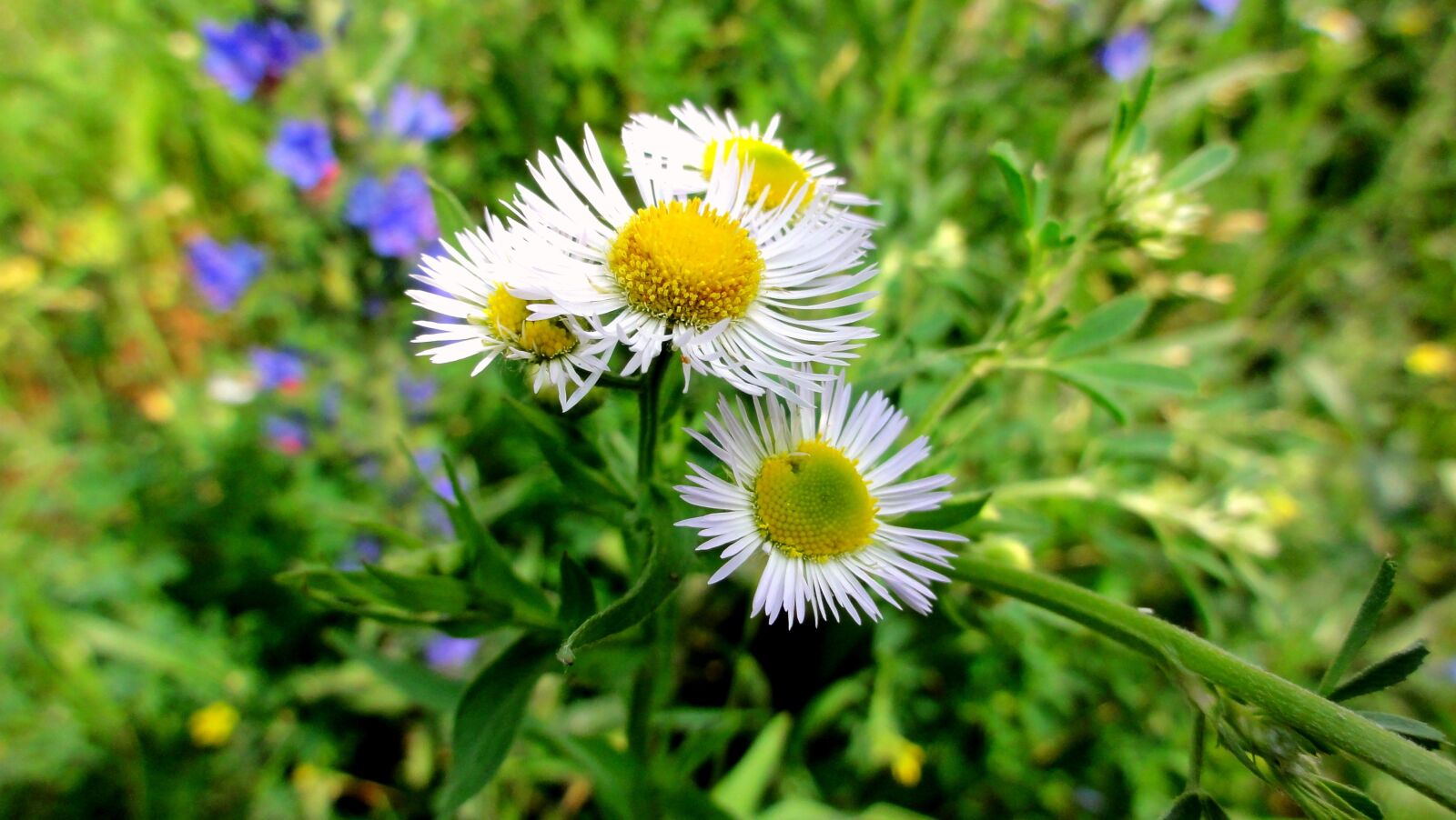 Sony DSC-HX5V sample photo. Flowers, plants, nature photography