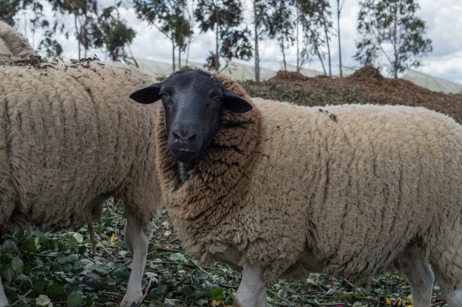 Nikon D3200 sample photo. Sheep, wool, livestock photography