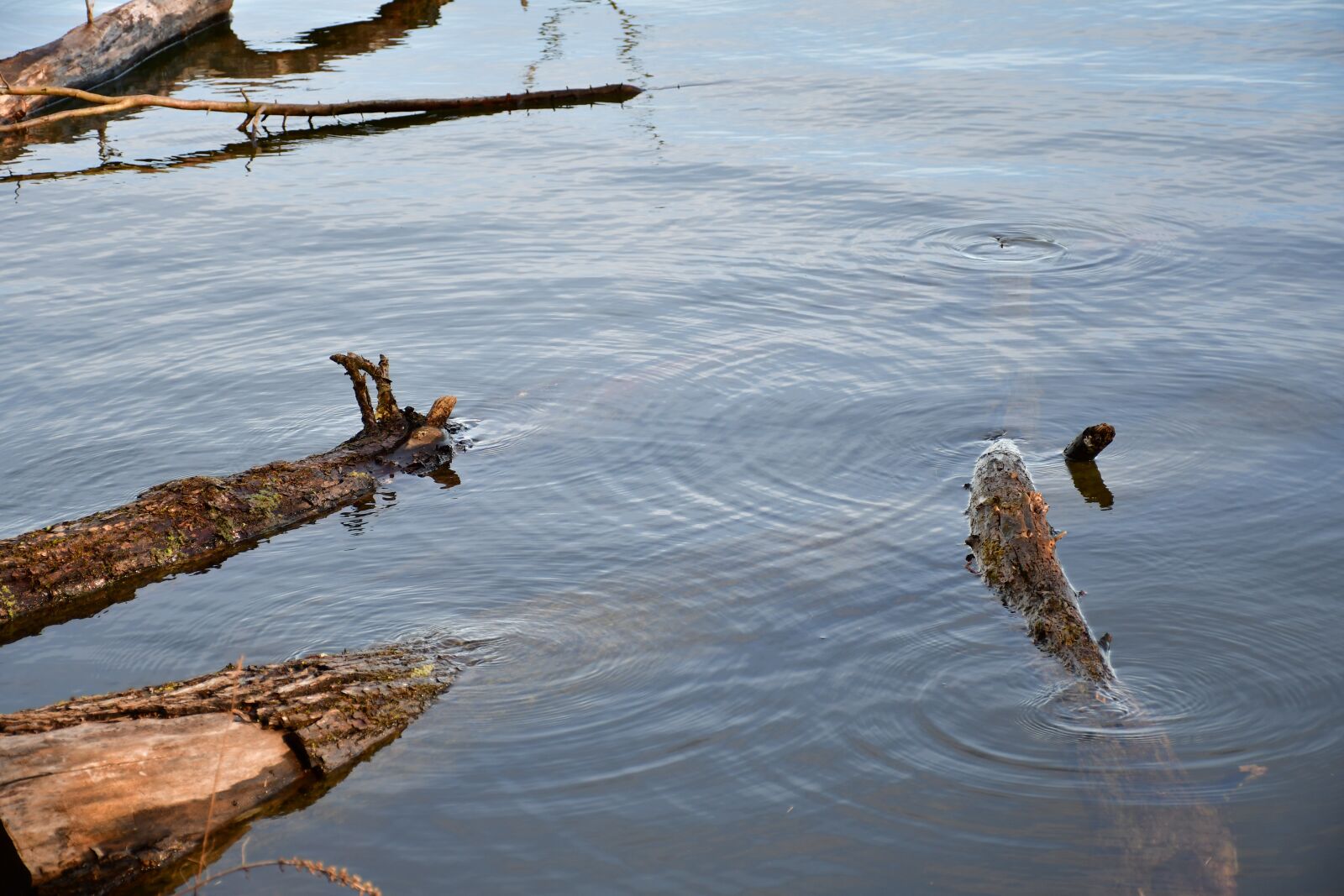 Nikon D7500 sample photo. Water, aesthetic, root photography