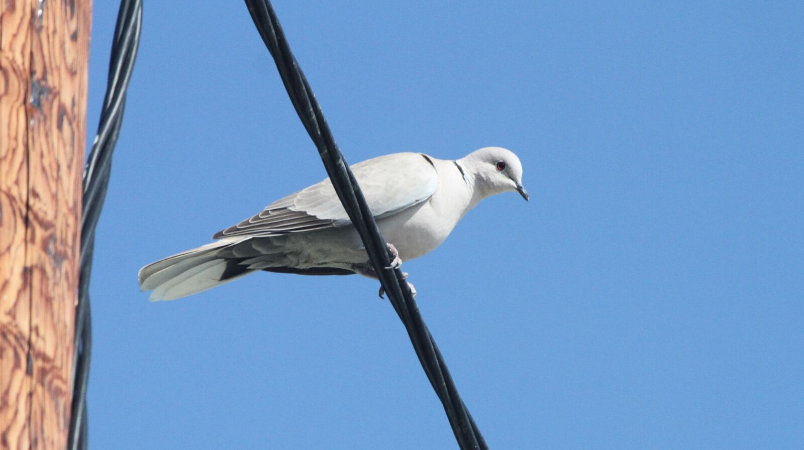 Canon EOS 7D + Canon EF 100-400mm F4.5-5.6L IS USM sample photo. Pigeon, white, wire photography