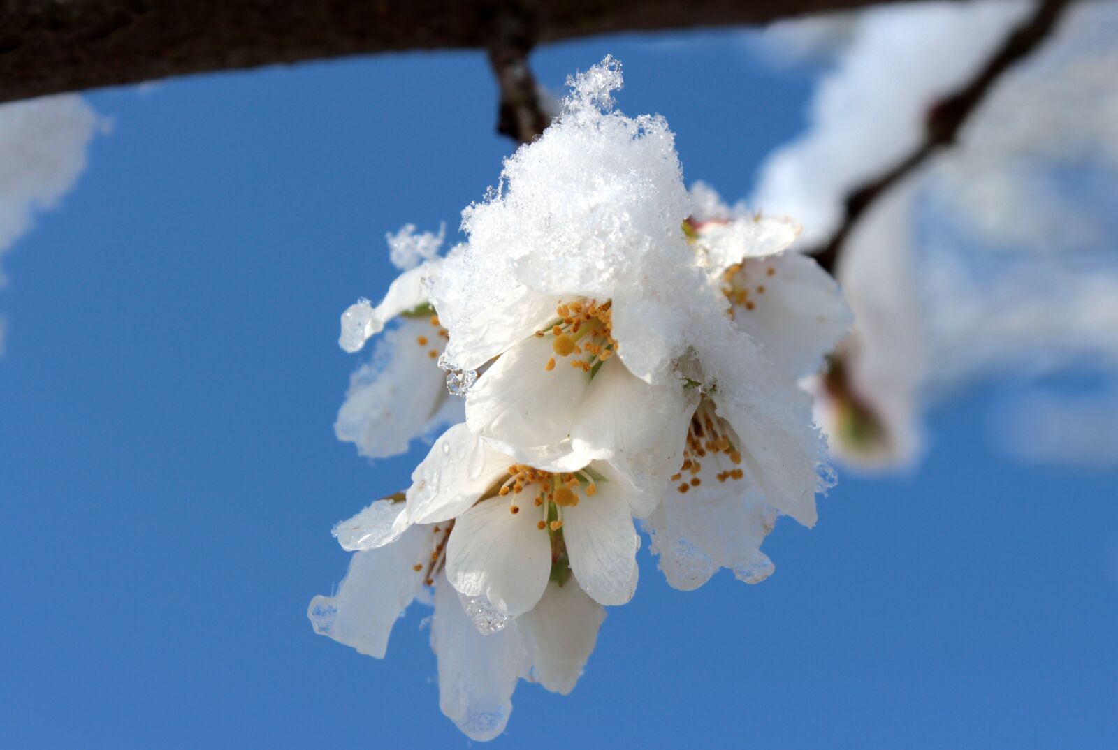 Canon EOS 650D (EOS Rebel T4i / EOS Kiss X6i) sample photo. Cherry blossom, japanese cherry photography