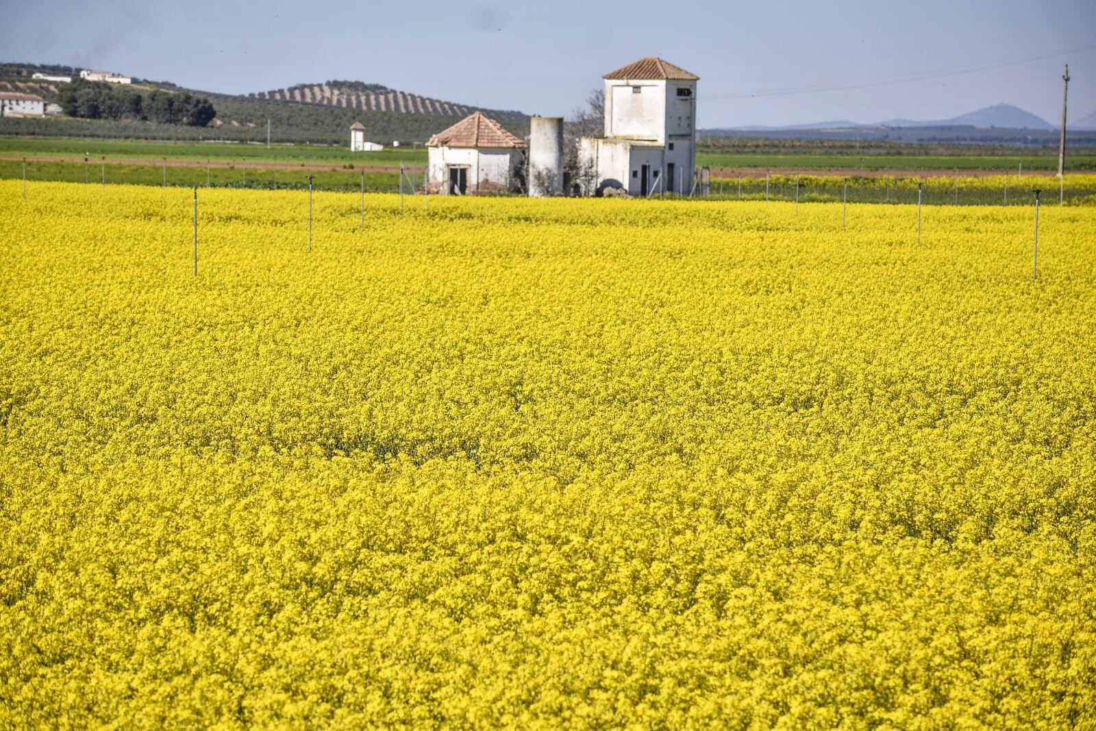Nikon D610 sample photo. Field, agriculture, farm photography