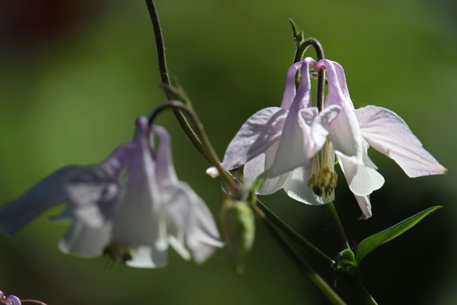 Canon EOS 700D (EOS Rebel T5i / EOS Kiss X7i) sample photo. Columbine, white columbine, white photography