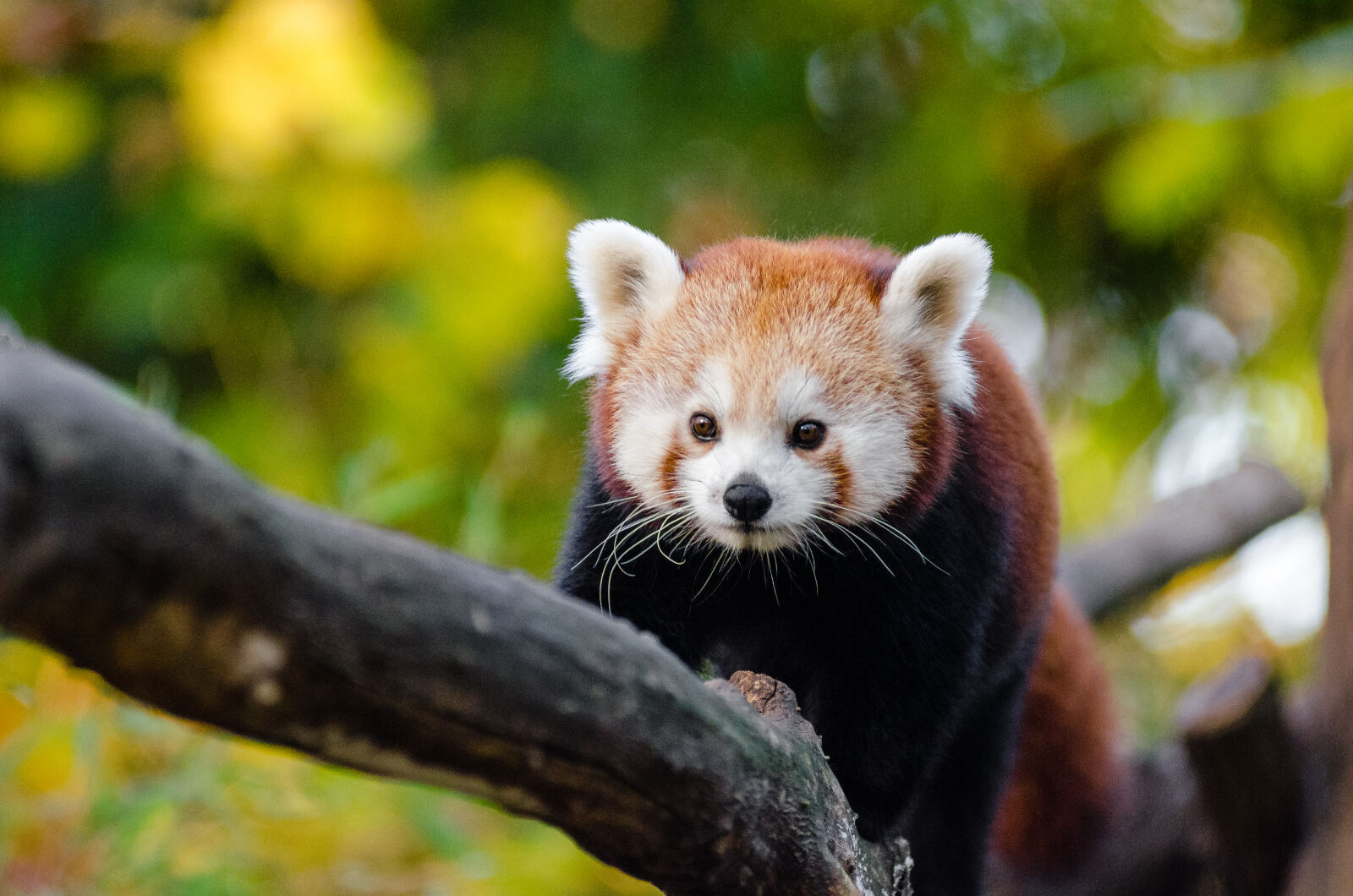 AF Zoom-Nikkor 80-200mm f/2.8 ED sample photo