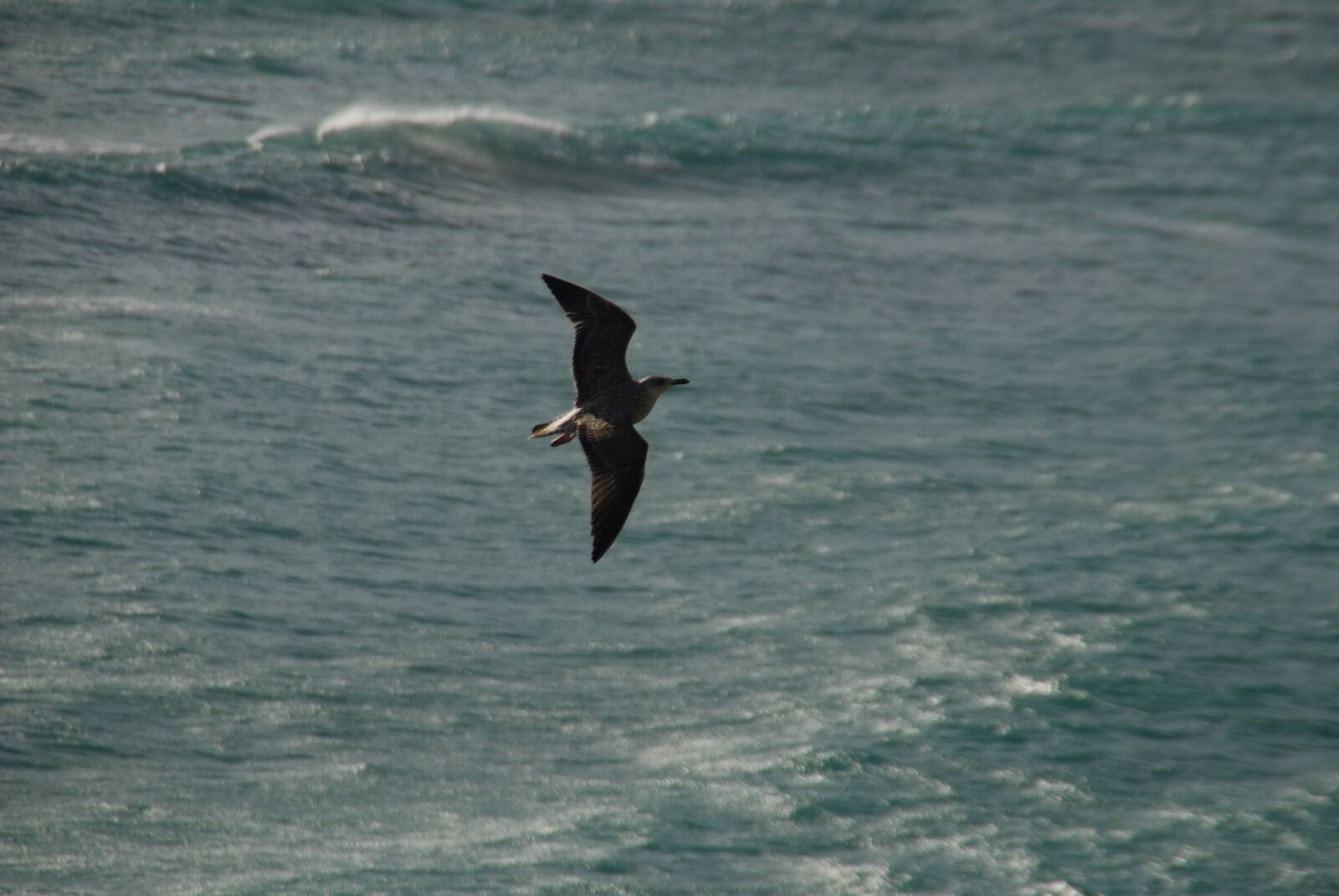 Nikon D80 sample photo. Mar, fly, hunt photography
