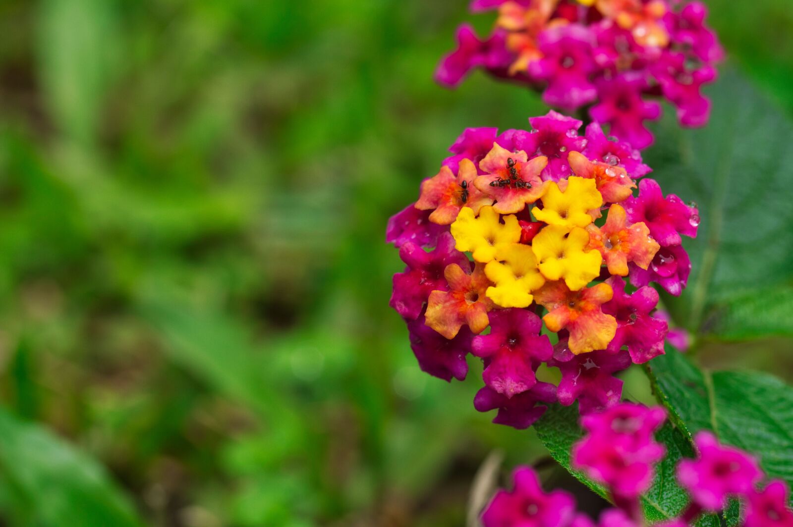 Nikon D3200 sample photo. Flowers, petals, close up photography
