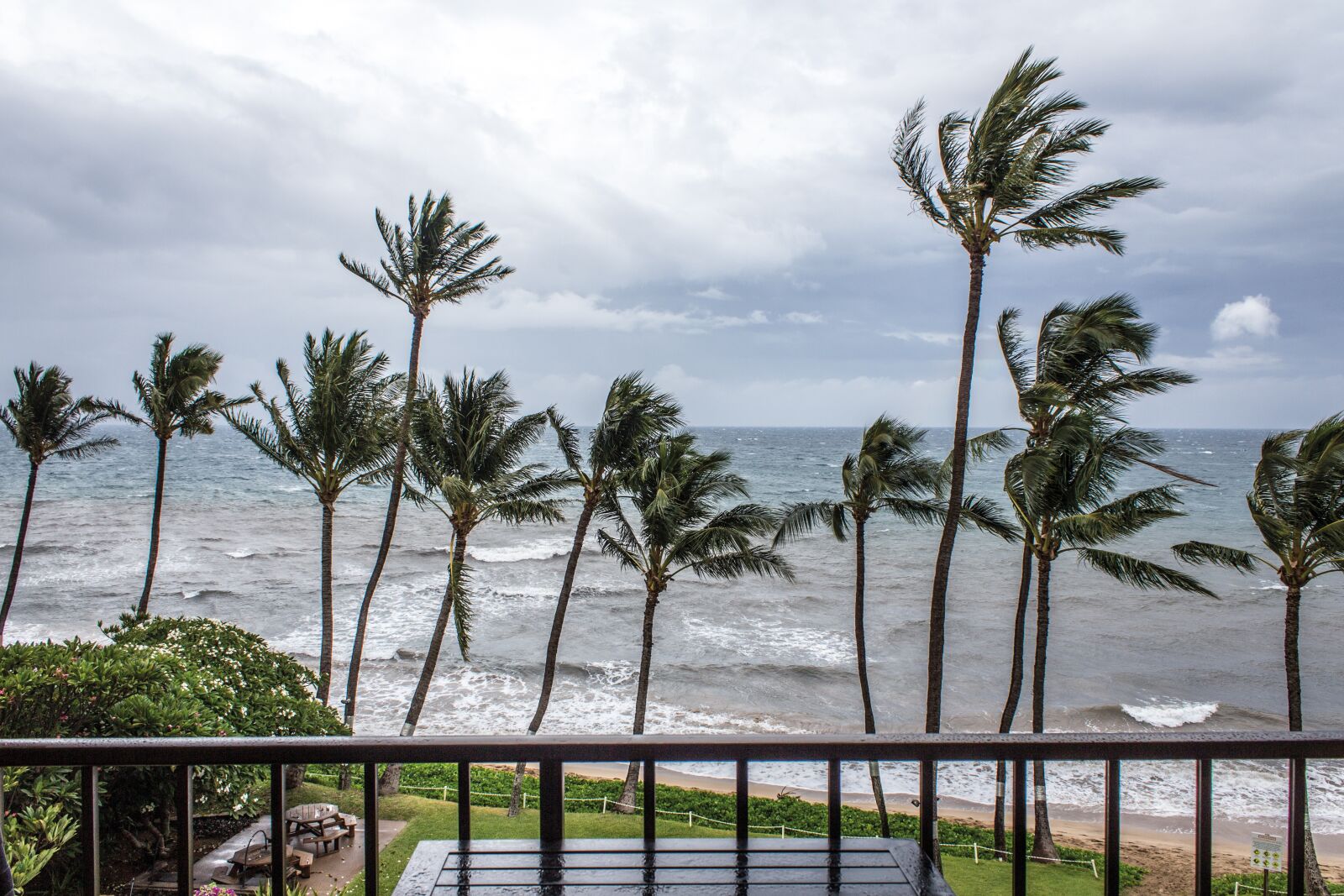 Canon EOS 600D (Rebel EOS T3i / EOS Kiss X5) sample photo. Palms, tropical storm, storm photography