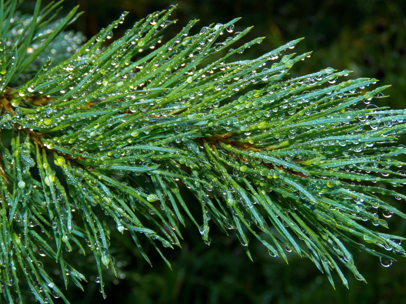 Canon PowerShot SX60 HS sample photo. Needles, needle, pine photography