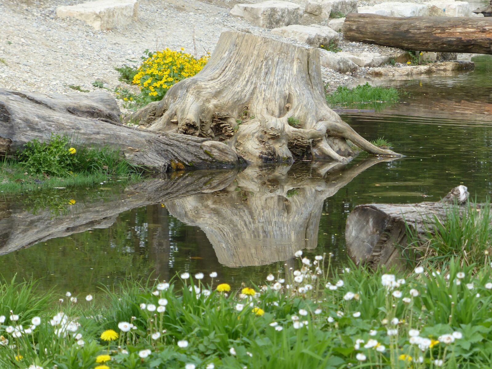 Panasonic Lumix DMC-FZ200 sample photo. Root, tree, water photography